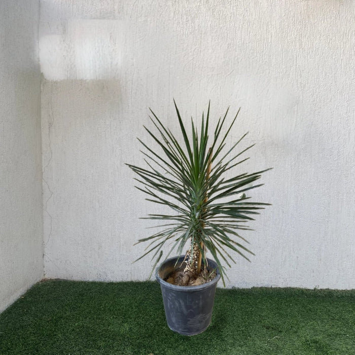 Yucca Filifera "Yucca Aloifolia" - Greensouq -