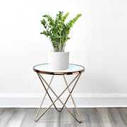 Zamioculcas Zamiifolia, Zanzibar Gem or ZZ Plant - Greensouq -