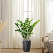ZZ Plant indoor / Zamioculcas Zamiifolia, Zanzibar Gem  in Black Ceramic Pot 80-100cm - Greensouq -