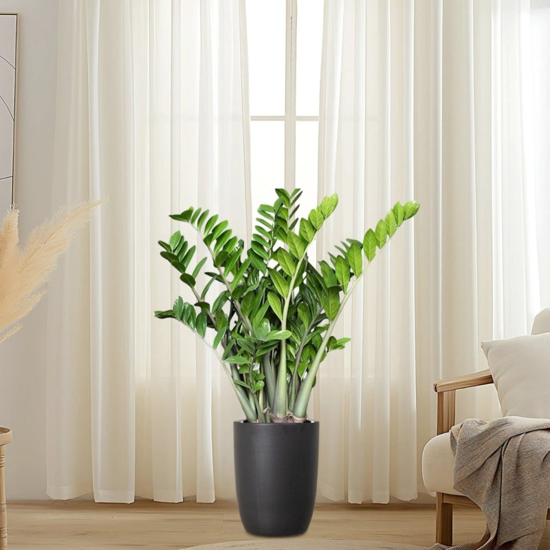 ZZ Plant indoor / Zamioculcas Zamiifolia, Zanzibar Gem  in Black Ceramic Pot 80-100cm - Greensouq -