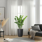 ZZ Plant indoor / Zamioculcas Zamiifolia, Zanzibar Gem  in Black Ceramic Pot 80-100cm - Greensouq -