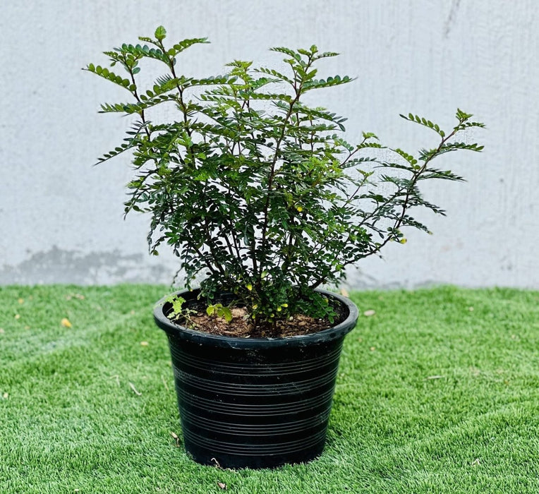 Zanthoxylum Odorum 30 - 50cm - Greensouq -