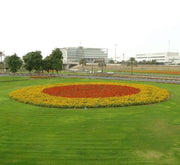 Zinnia Flowers or "Zinnia" - Greensouq -