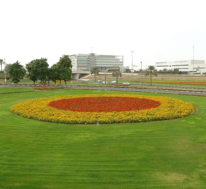 Zinnia Flowers or "Zinnia" - Greensouq -