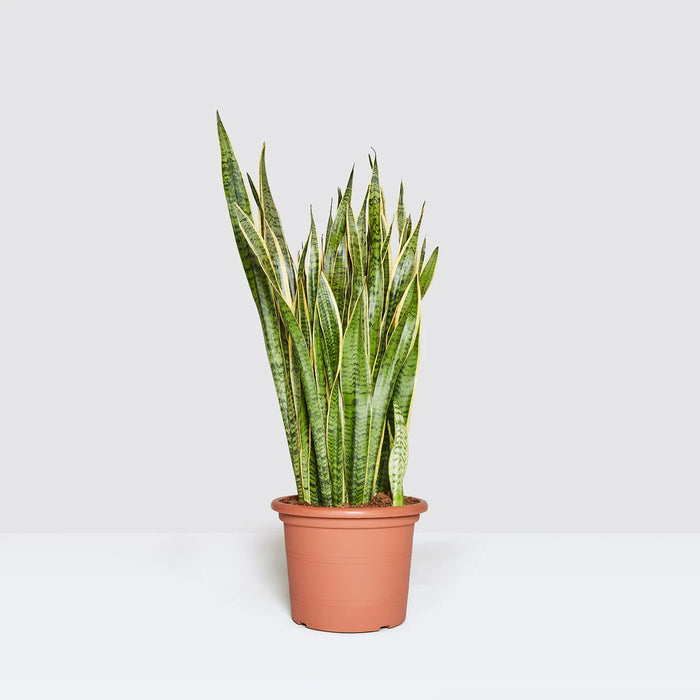 Sansevieria Trifasciata ‘Laurentii’ or Snake Plant