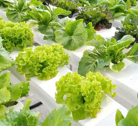 Hydroponic Seeds Buy Online In Uae Green Souq Uae