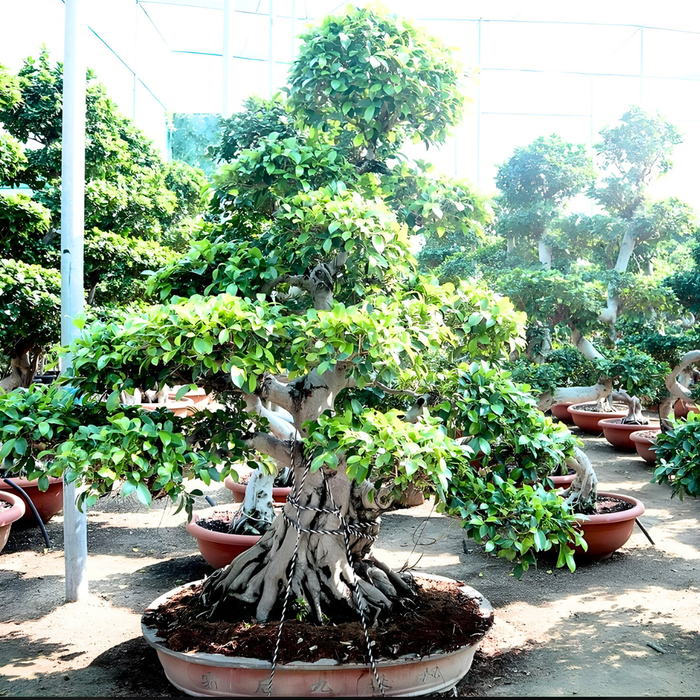 Ancient Art, Miniature Life - Greensouq