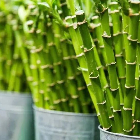 Bamboo Plants in Dubai - Greensouq