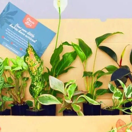 Box of Plants for Beginners: Green Thumb Tips and Tricks - Greensouq