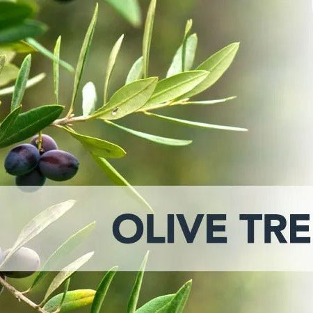 Discover the Beauty of Olive Trees in Dubai: A Guide to Olive Tree Care and Cultivation - Greensouq