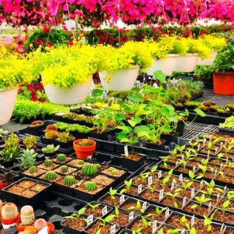 Dubai Nursery Plants: Health Benefits of Nursery Plants in Dubai Homes - Greensouq