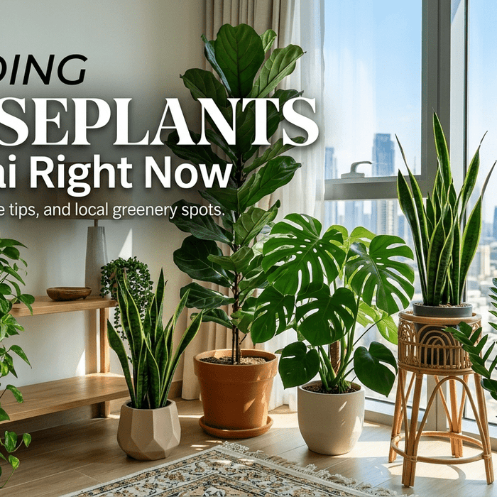 Dubai Plants Garden Center - Greensouq