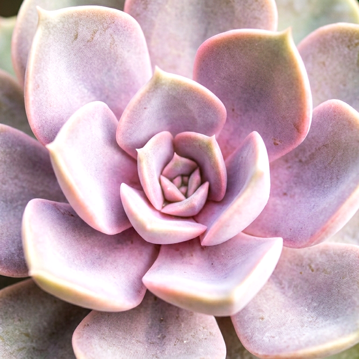 Easy Echeveria Care Tips for Healthy Plants - Greensouq