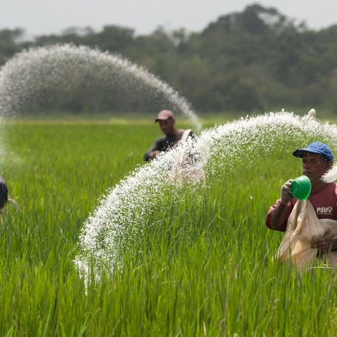 Application of Urea Fertilizer and Uses of Urea Fertilizer for Plants