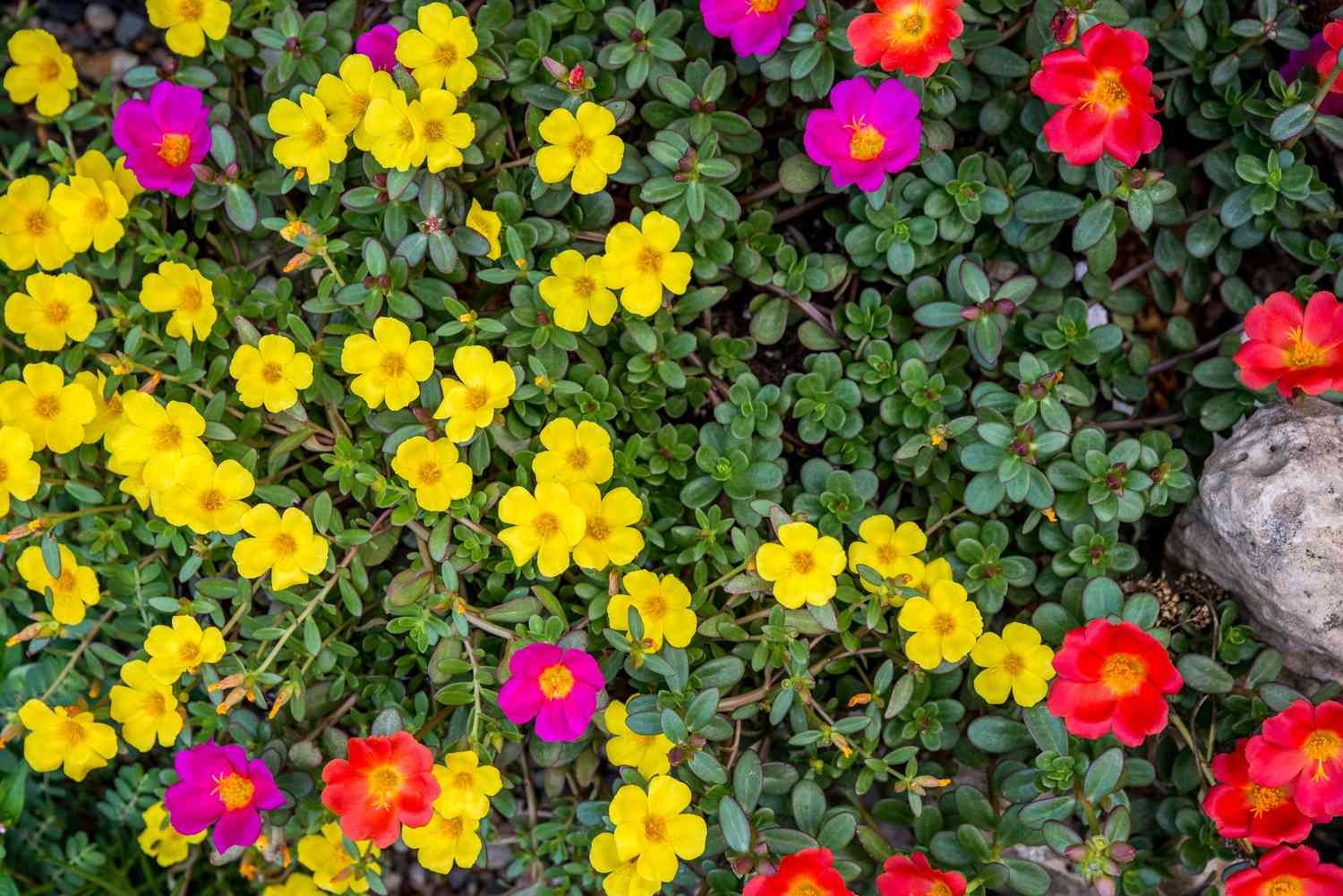 Flowering Plants in Dubai