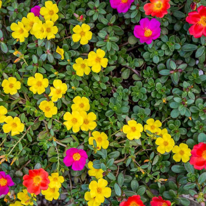 Flowering Plants in Dubai