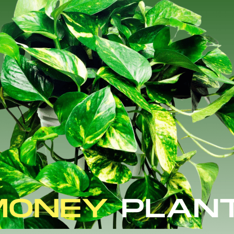 Money Plant : Everything you Need to Know About them : Money Plant Benefits : Are Money Plants Goodl Luck : Buy Money Plant - Greensouq
