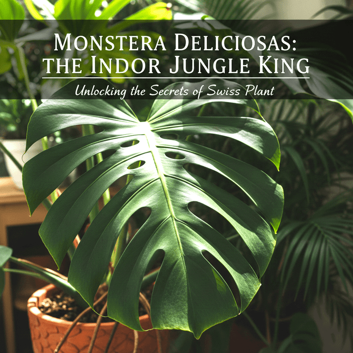 Monstera Deliciosa the Jungle King - Greensouq