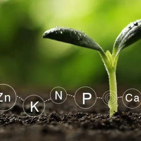 Role of Fertilizers in Growth of Plants - Greensouq