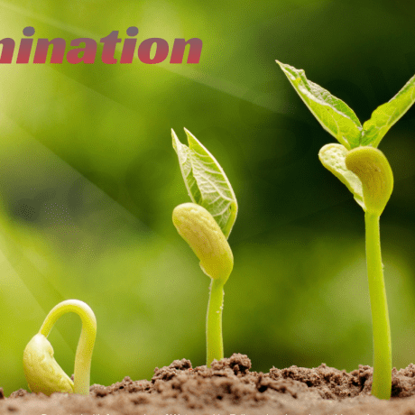 Seed Germination “Germinate your Seeds Successfully in 6 Easy Steps” - Greensouq