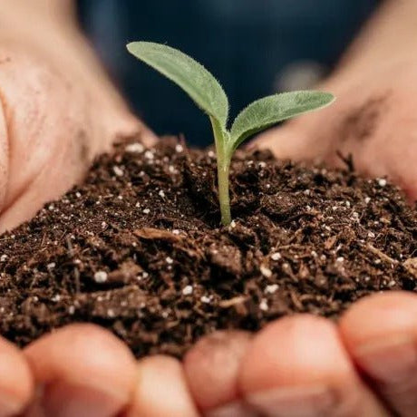 The Art of Plant Seeds: From Soil to Splendor - Greensouq