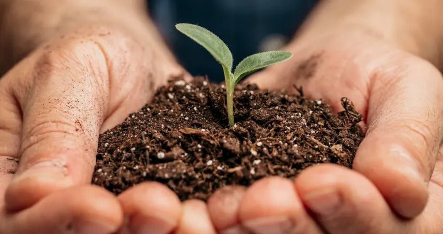 The Art of Plant Seeds: From Soil to Splendor - Greensouq