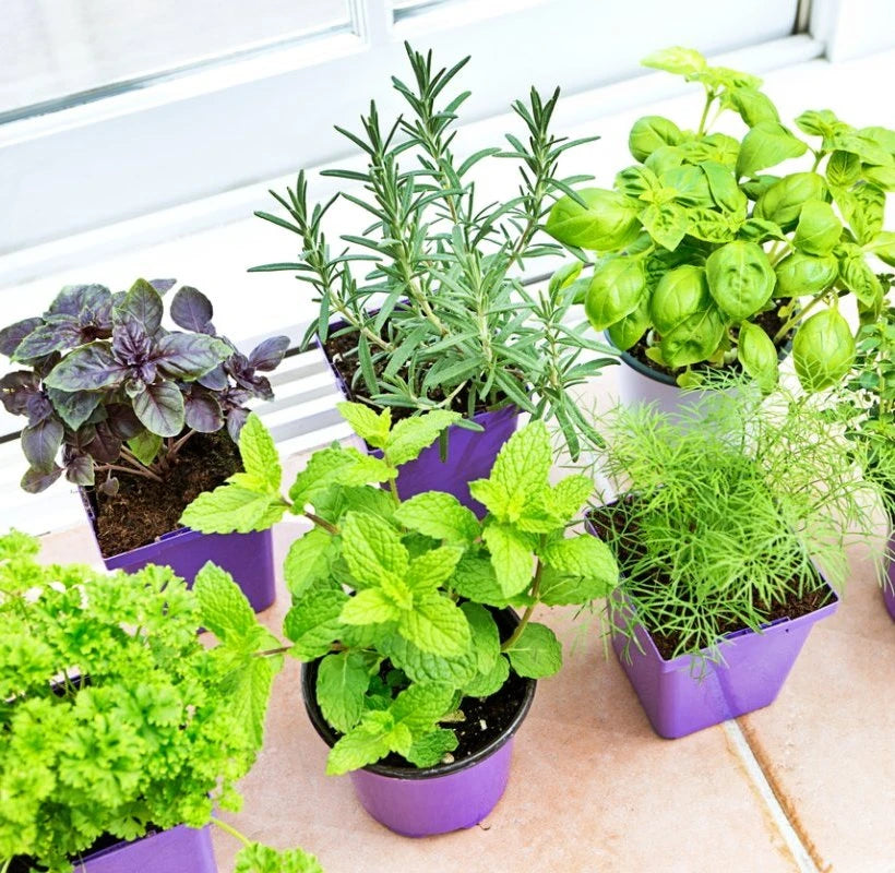 herbs & vegetables