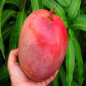 Fruit Plants