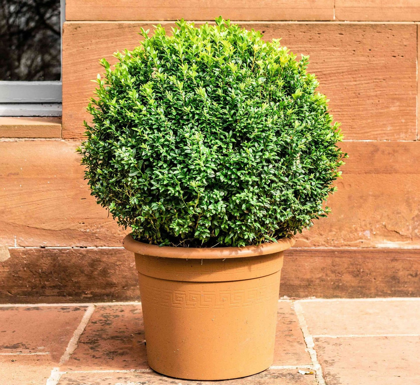 Potted Outdoor Plants Green Souq