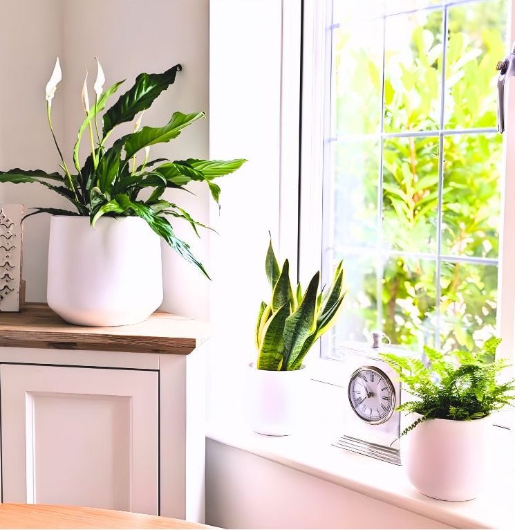 Air Purifying Plants Sets - Greensouq