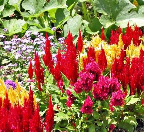 Annual Flower Sets - Greensouq