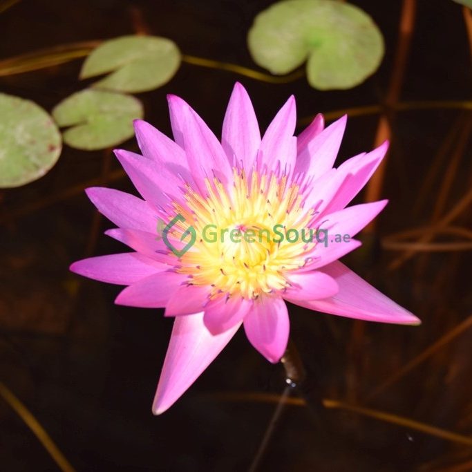 Aquatic Plants - Greensouq