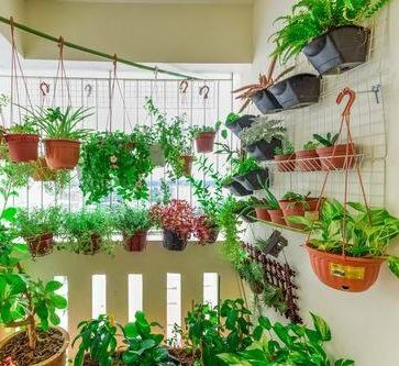 Balcony Plants - Greensouq