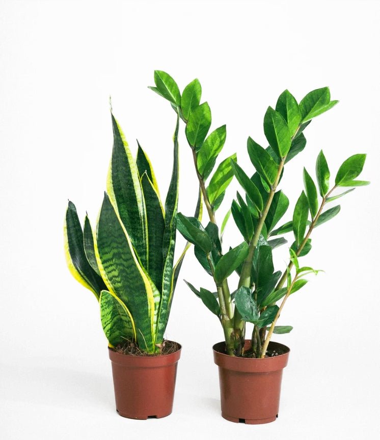 Beginners Plant Sets - Greensouq