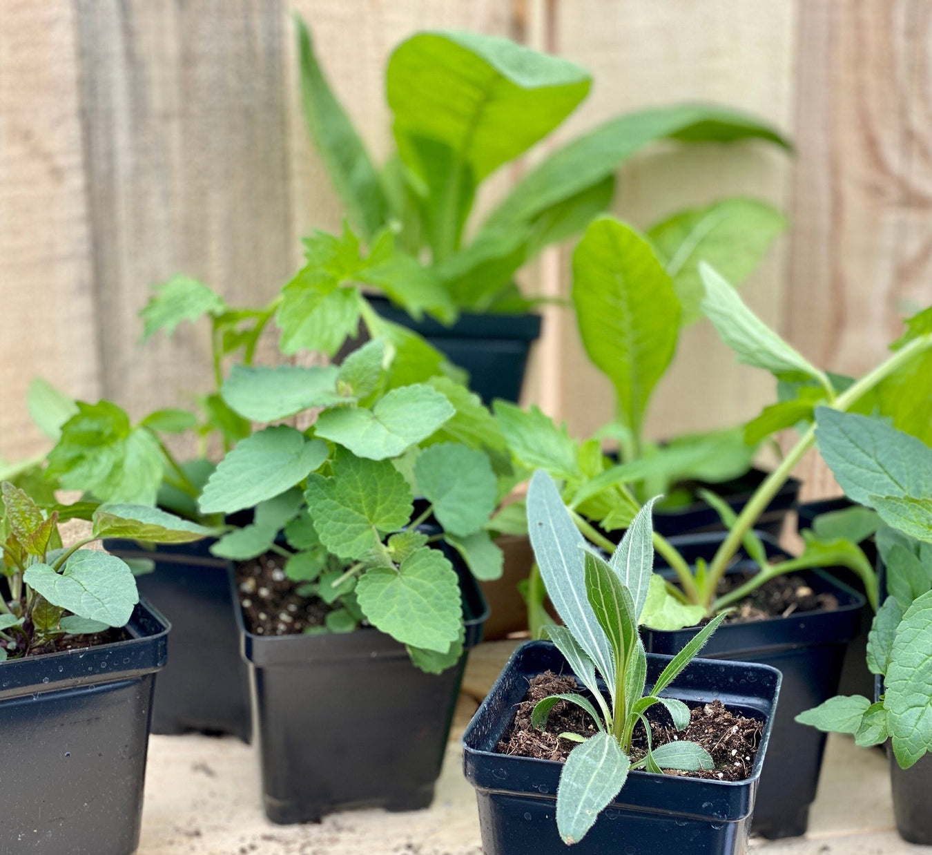 Best Selling Outdoor Plants - Greensouq