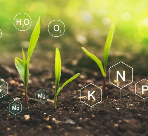 Best Selling Soil and Fertilizers in UAE- Greensouq