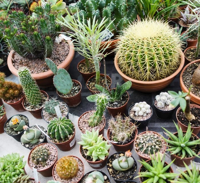 Cactus Garden - Greensouq
