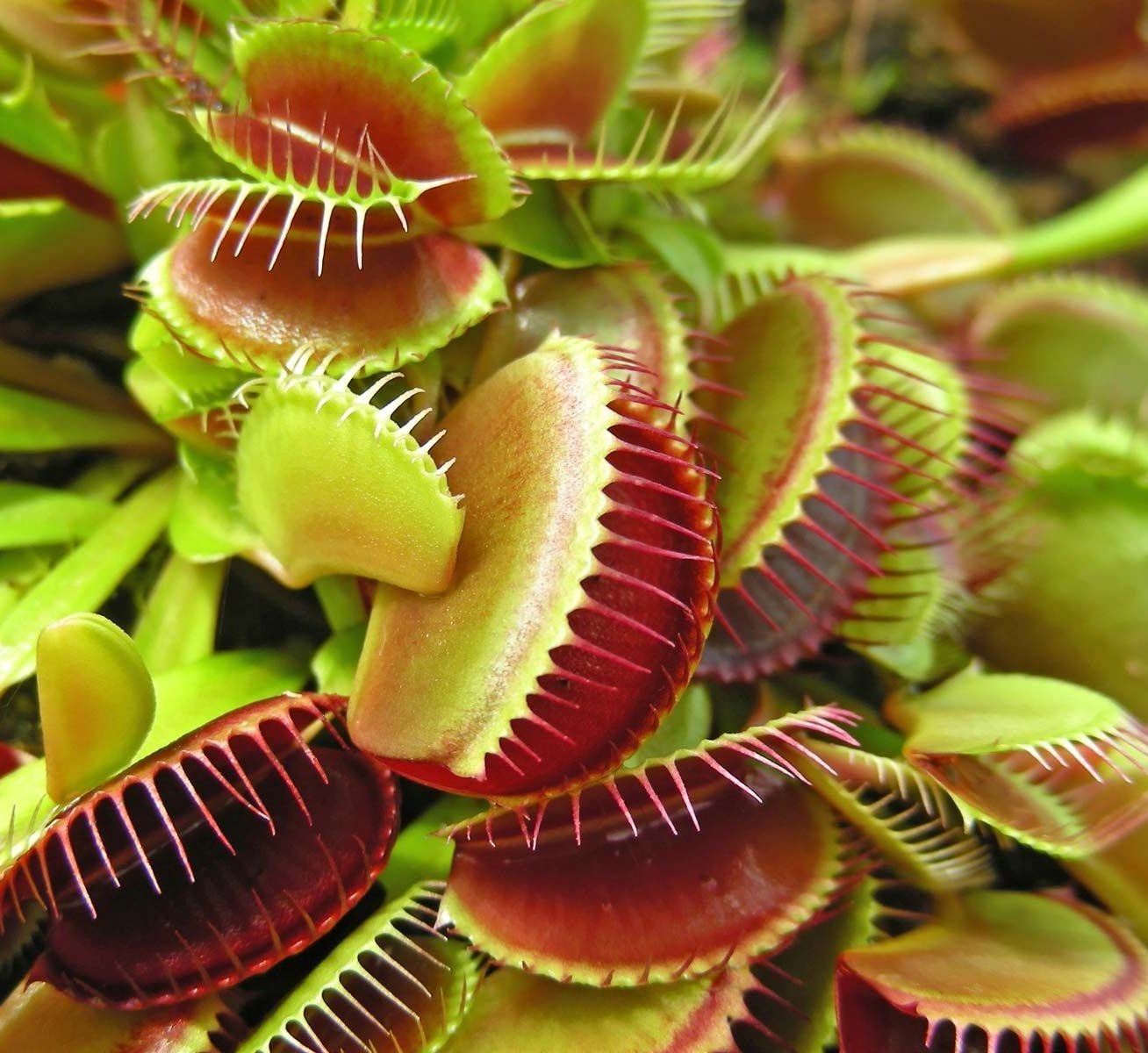 Carnivorous Plants- Greensouq