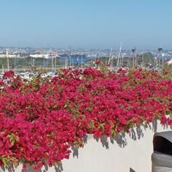 Garden Climbers - Greensouq