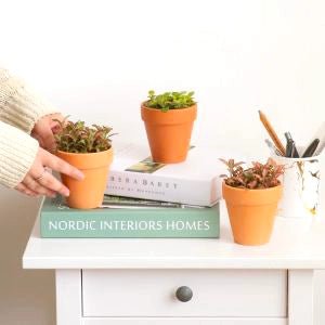 Low Maintenance Plants Bundle in Dubai | Home Delivery | order online |Compact Companions - Greensouq