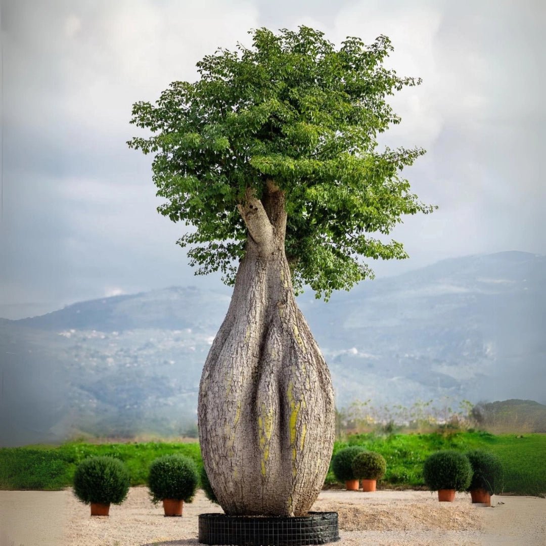 Popular Featured Plants of Dubai - Greensouq