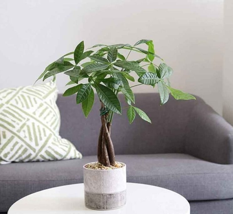 Feng Shui Indoor Plants Home Delivery in Dubai and UAE - Greensouq