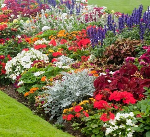 Herbaceous Flower Garden Online Delivery in Dubai and UAE - Greensouq