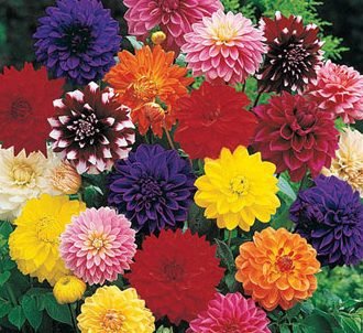 Flower Seeds for Dubai and UAE Online Delivery | safe arrivals - Greensouq