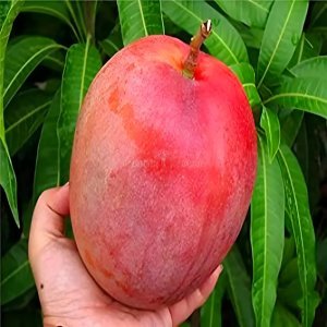 Fruit Plants - Greensouq