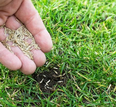 Grass Seeds Home Delivery in Dubai and UAE - Greensouq
