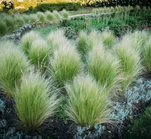 Grasses - Greensouq