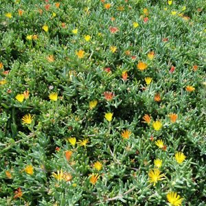 Ground Covering Plants - Greensouq