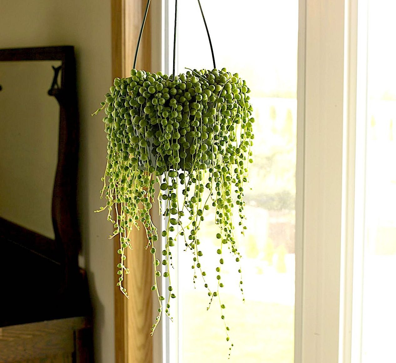 Hanging Plants - Greensouq