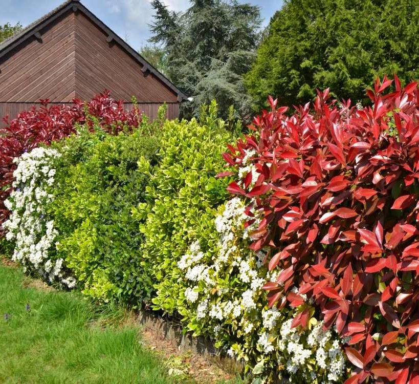 Hedging Plants - Greensouq